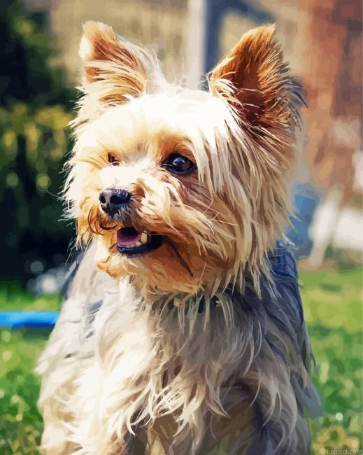 Beige Yorkshire Terrier Dog Painting By Numberss.png