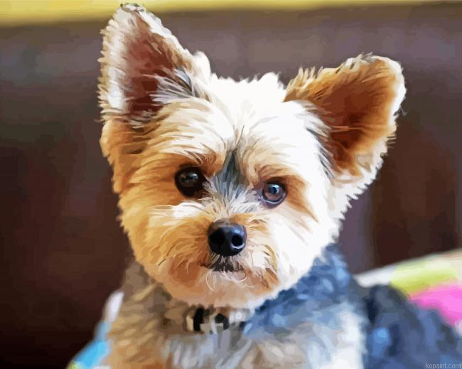 Beige Yorkshire Terrier Puppy Painting By Numberss.png