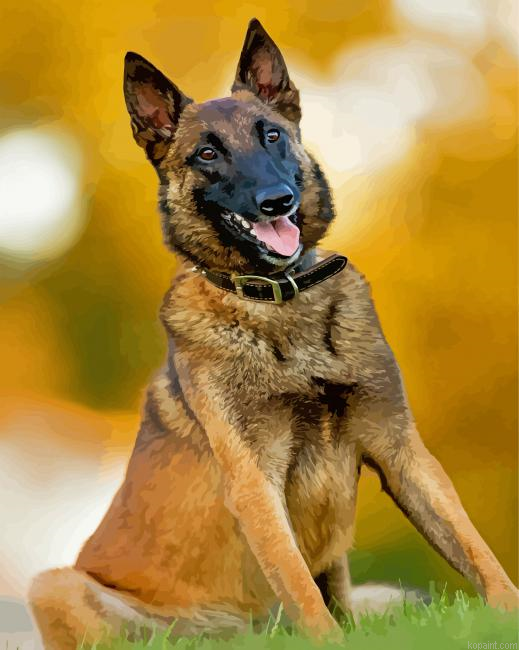 Belgian Malinois Painting By Numberss.png
