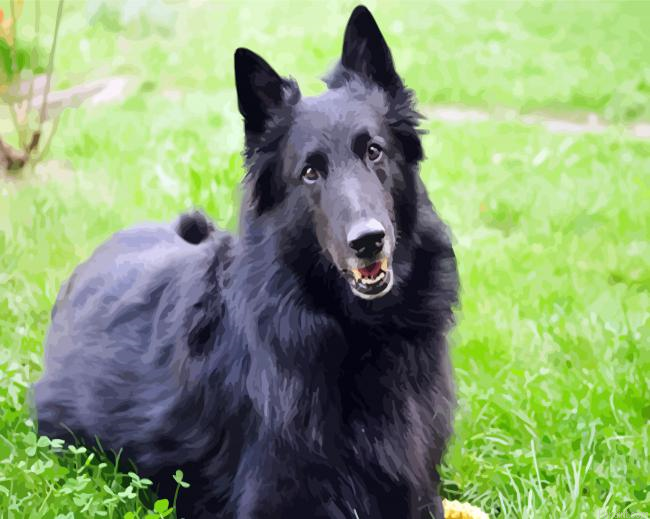 Belgian Shepherd Dog Animal Painting By Numberss.png