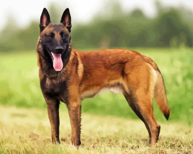 Belgian Shepherd Dog Painting By Numberss.png
