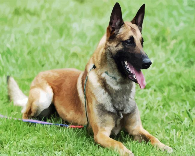 Belgian Shepherd Painting By Numberss.png