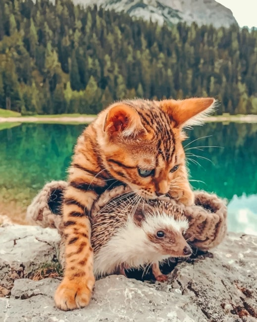 Bengal Cat And Hedgehog New Painting By Numberss.png