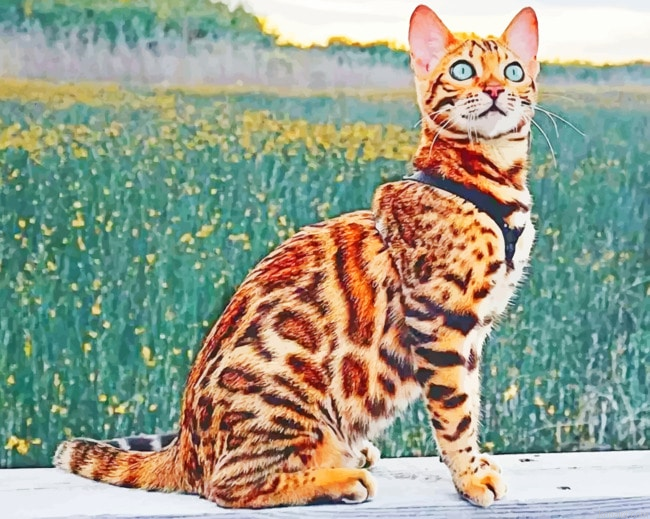 Bengal Cat New Painting By Numberss.png