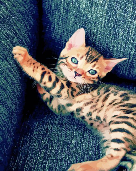 Bengal Kitten Paint By Numbers.png