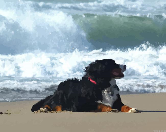 Bernese Mountain Dog On The Beach Paint By Numbers
