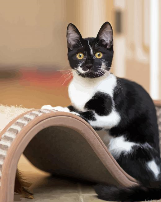 Bicolor Cat Animal Painting By Numberss.png