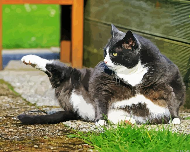 Bicolor Tuxedo Cat Paint By Numbers