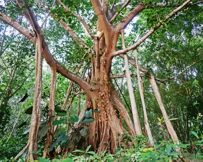 Big Banyan Plant Painting By Numberss.png