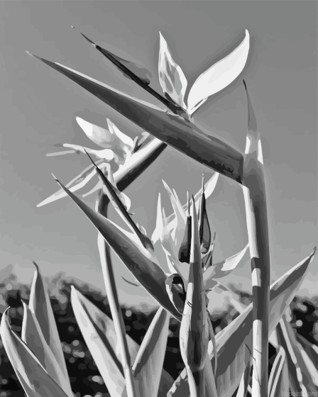 Bird Of Paradise Black And White Plant Painting By Numberss.png