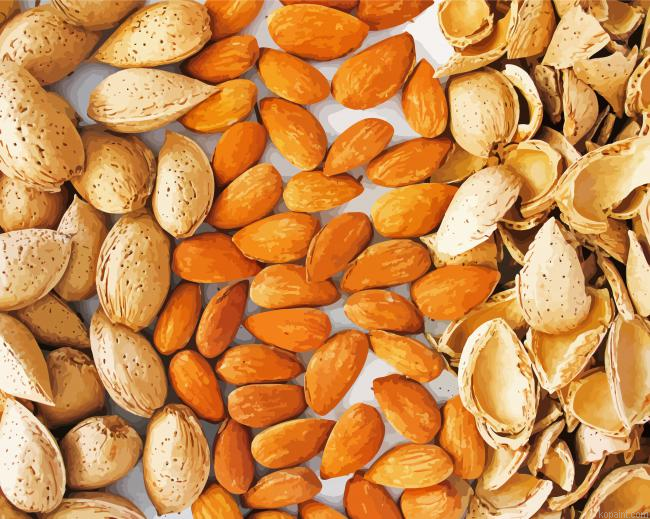 Bitter And Sweet Almond Painting By Numberss.png