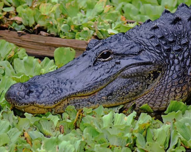 Black Alligator In Swamp Painting By Numberss.png