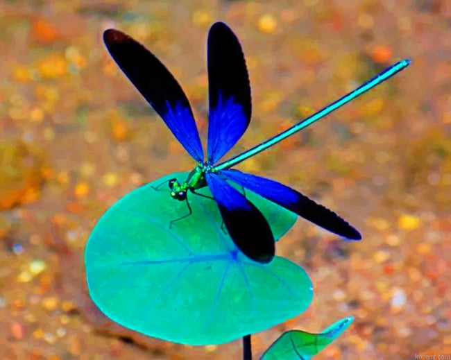 Black And Blue Dragonfly Insects Painting By Numberss.png