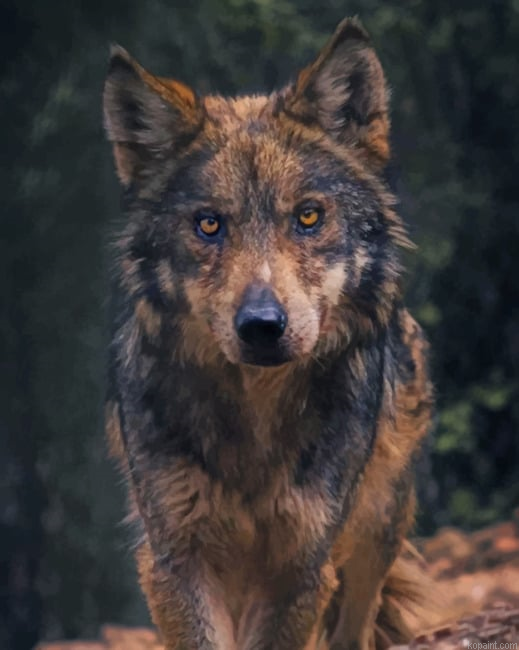 Black And Brown Wolf New Painting By Numberss.png