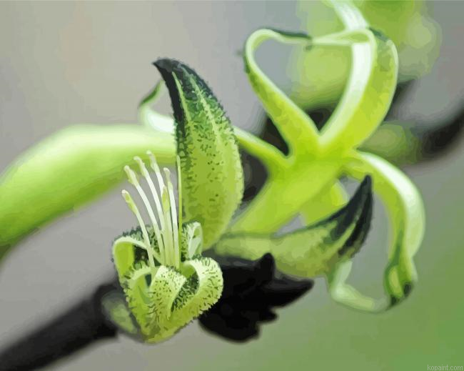 Black And Green Kangaroo Paw Painting By Numberss.png
