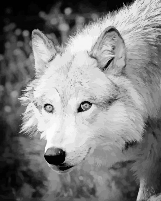 Black And White Arctic Wolf Painting By Numberss.png