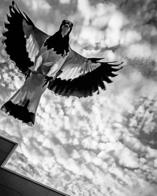 Black And White Australian Magpie Painting By Numberss.png