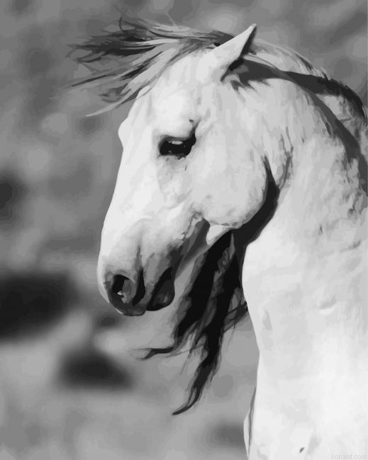 Black And White Brumby Paint By Numbers.png