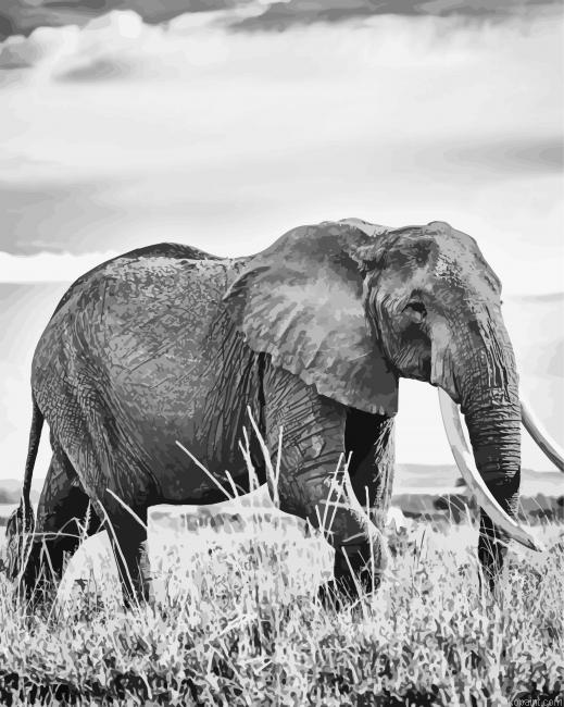 Black And White Elephant Animal Painting By Numberss.png