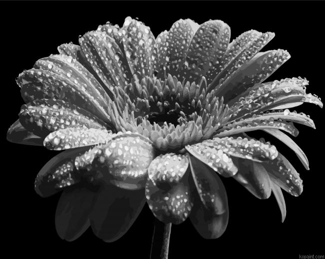 Black And White Flower Plant Painting By Numberss.png