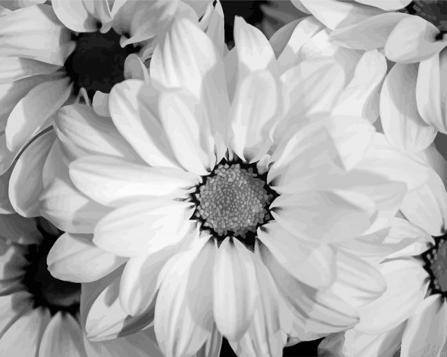 Black And White Flowers Painting By Numberss.png