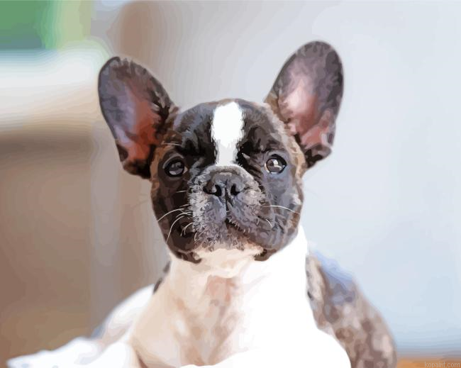 Black And White French Bulldog Paint By Numbers