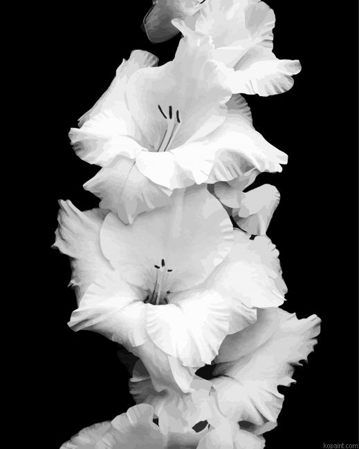 Black And White Gladiola Flower Painting By Numberss.png