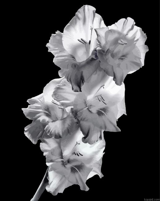 Black And White Gladiola Painting By Numberss.png