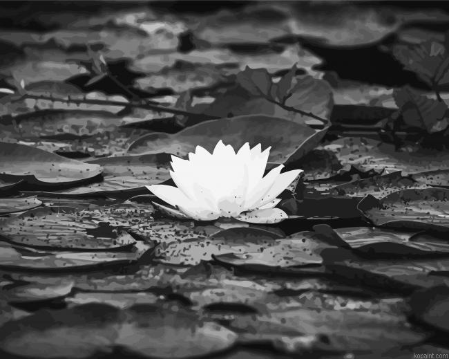 Black And White Lily Flower Painting By Numberss.png