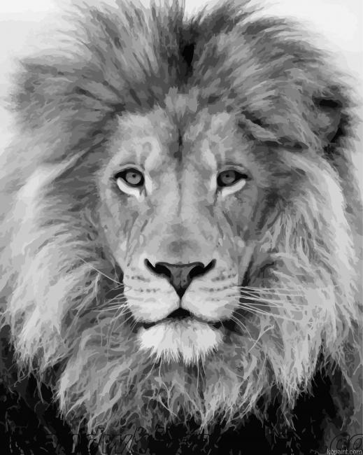 Black And White Lion Animal Painting By Numberss.png