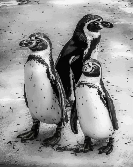 Black And White Penguins Painting By Numberss.png