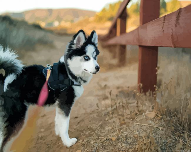 Black And White Pomsky Paint By Numbers.png