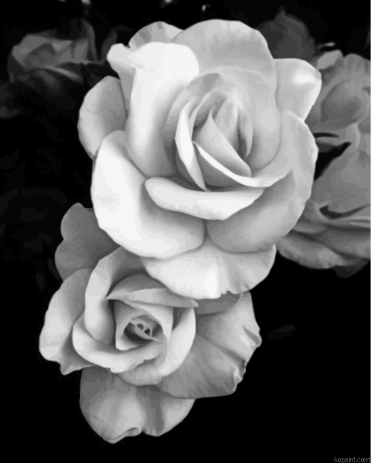 Black And White Roses Painting By Numberss.png