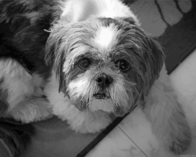 Black And White Shih Tzu Puppy Painting By Numberss.png