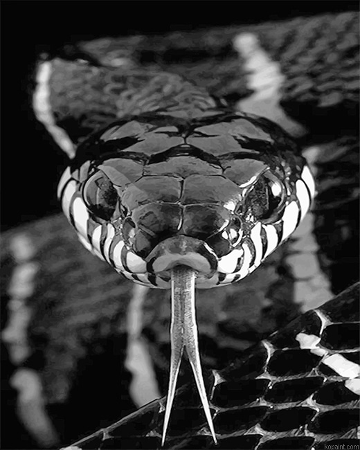 Black And White Snake New Painting By Numberss.png