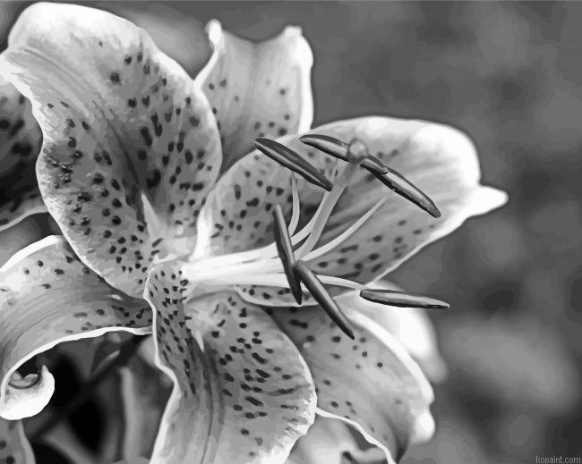 Black And White Stargazer Paint By Numbers