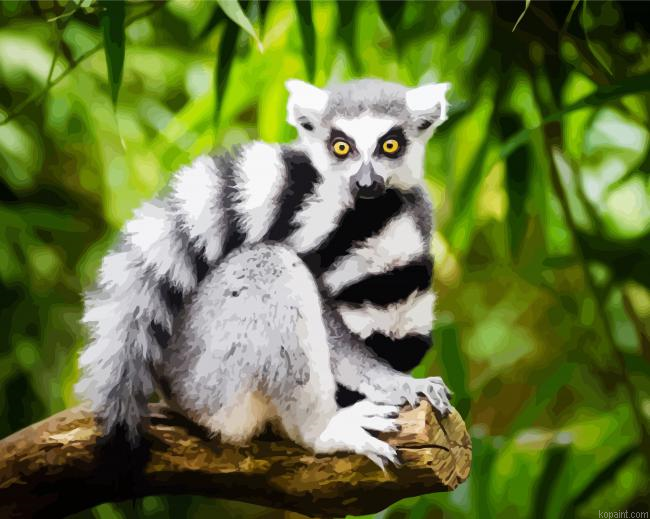 Black And White Tail Lemur Paint By Numbers
