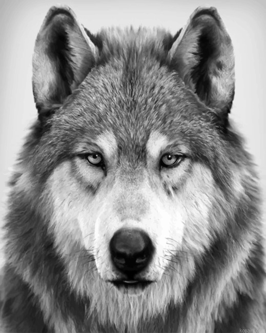 Black And White Wolf New Painting By Numberss.png