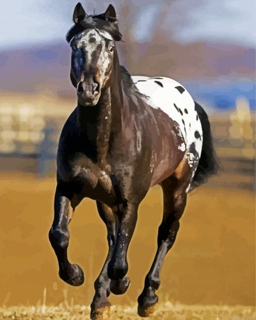 Black Appaloosa Horse Animal Painting By Numberss.png