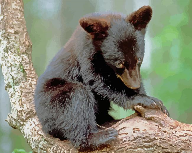 Black Baby Bear Painting By Numberss.png