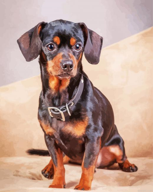 Black Brown Chiweenie Dog Painting By Numberss.png