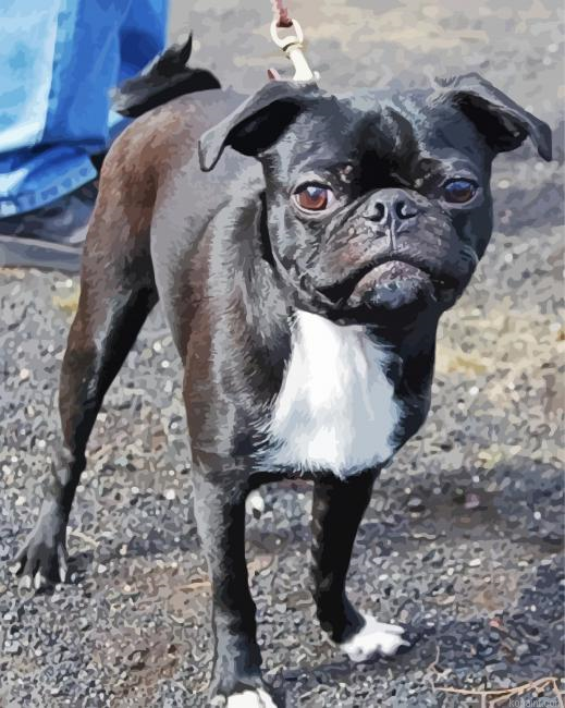 Black Bugg Dog Painting By Numberss.png
