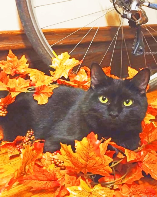 Black Cat In Autumn New Painting By Numberss.png