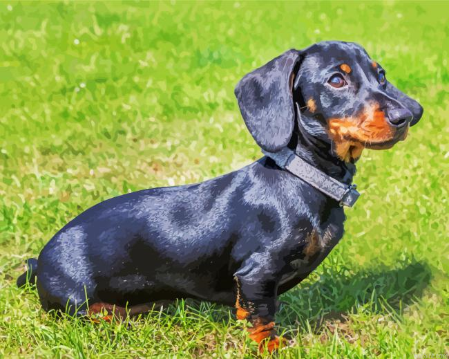 Black Daschound Painting By Numberss.png