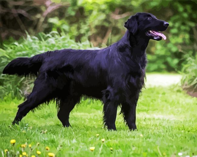 Black Flat Coated Retriever Dog Painting By Numberss.png