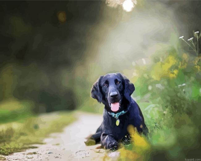 Black Flat Coated Retriever Painting By Numberss.png