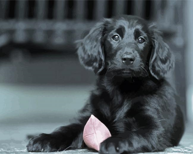 Black Flat Coated Retriever Puppy Painting By Numberss.png