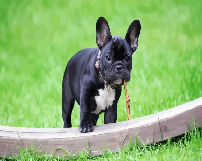 Black French Bulldog Paint By Numbers.png
