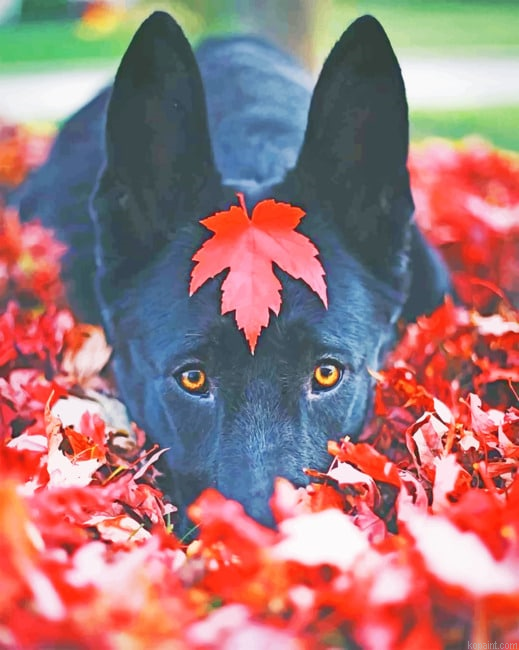 Black German Shepherd Fall New Painting By Numberss.png