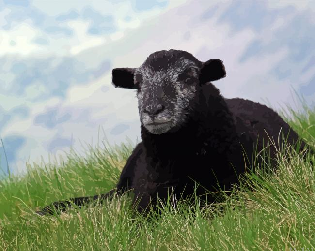 Black Herdwick Sheep Painting By Numberss.png